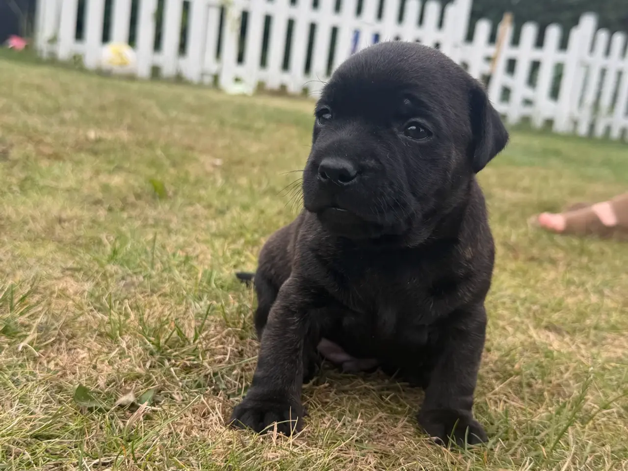 Billede 2 - 🐶 2 skønne hanhvalpe søger deres nye familier ❤️