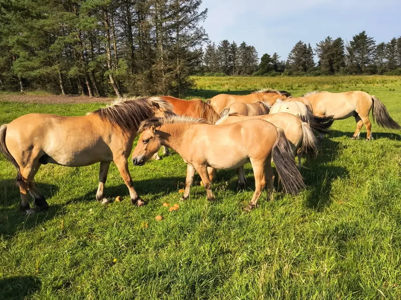 Billede 2 - 30 stk. 1 års robuste pony krydsningsplage sælges 