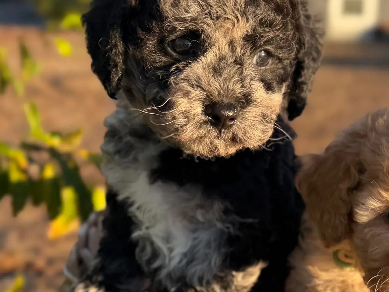Billede 6 - Maltipoo