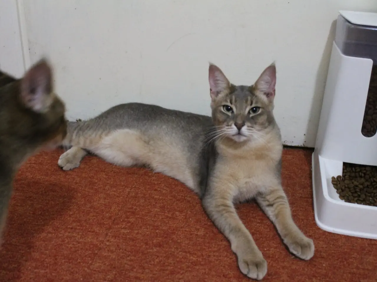 Billede 3 - Smuk Chausie F6 hankat