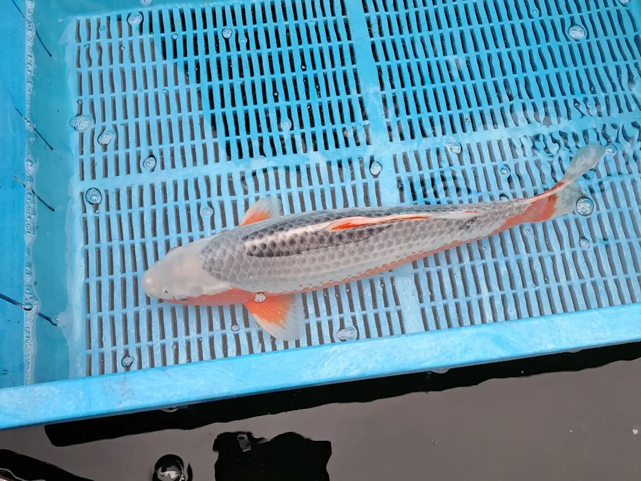 Billede 6 - Koi
