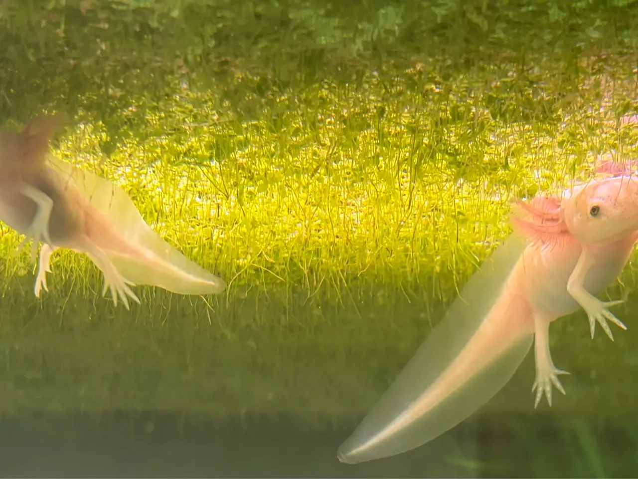 Billede 2 - Axolotl yngel