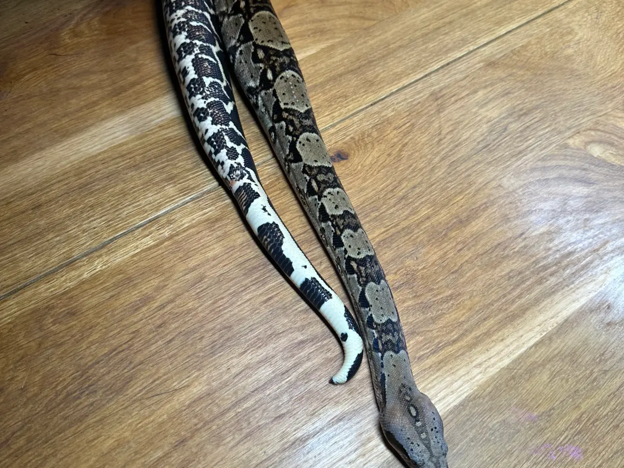 Billede 8 - Boa1.0wildtype100%het leopard100%het Albino kahl