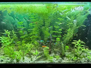🌿 Levende akvarieplanter – 2 stk. GLS