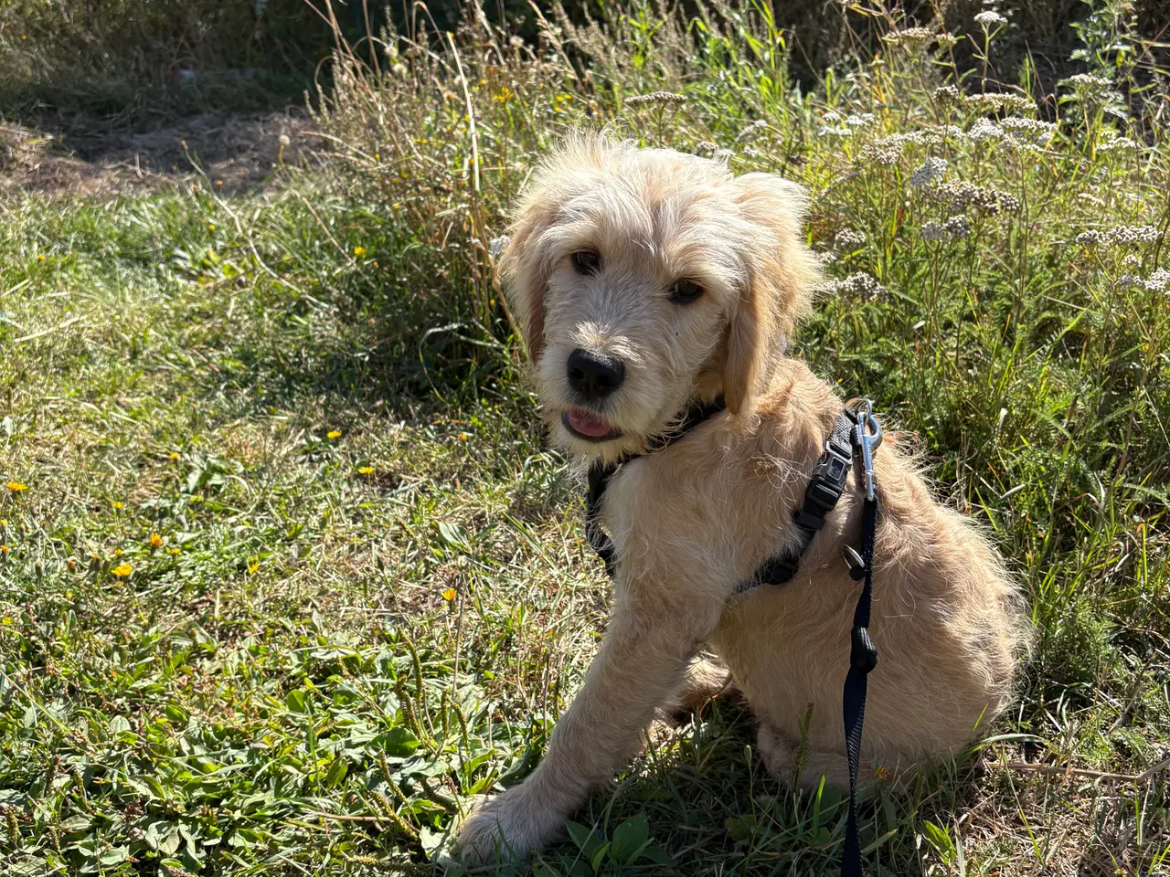 Billede 2 - Golden Doodle