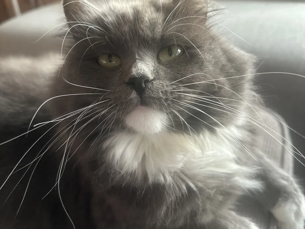 Billede 8 - Dejligste Ragdoll killinger 😻