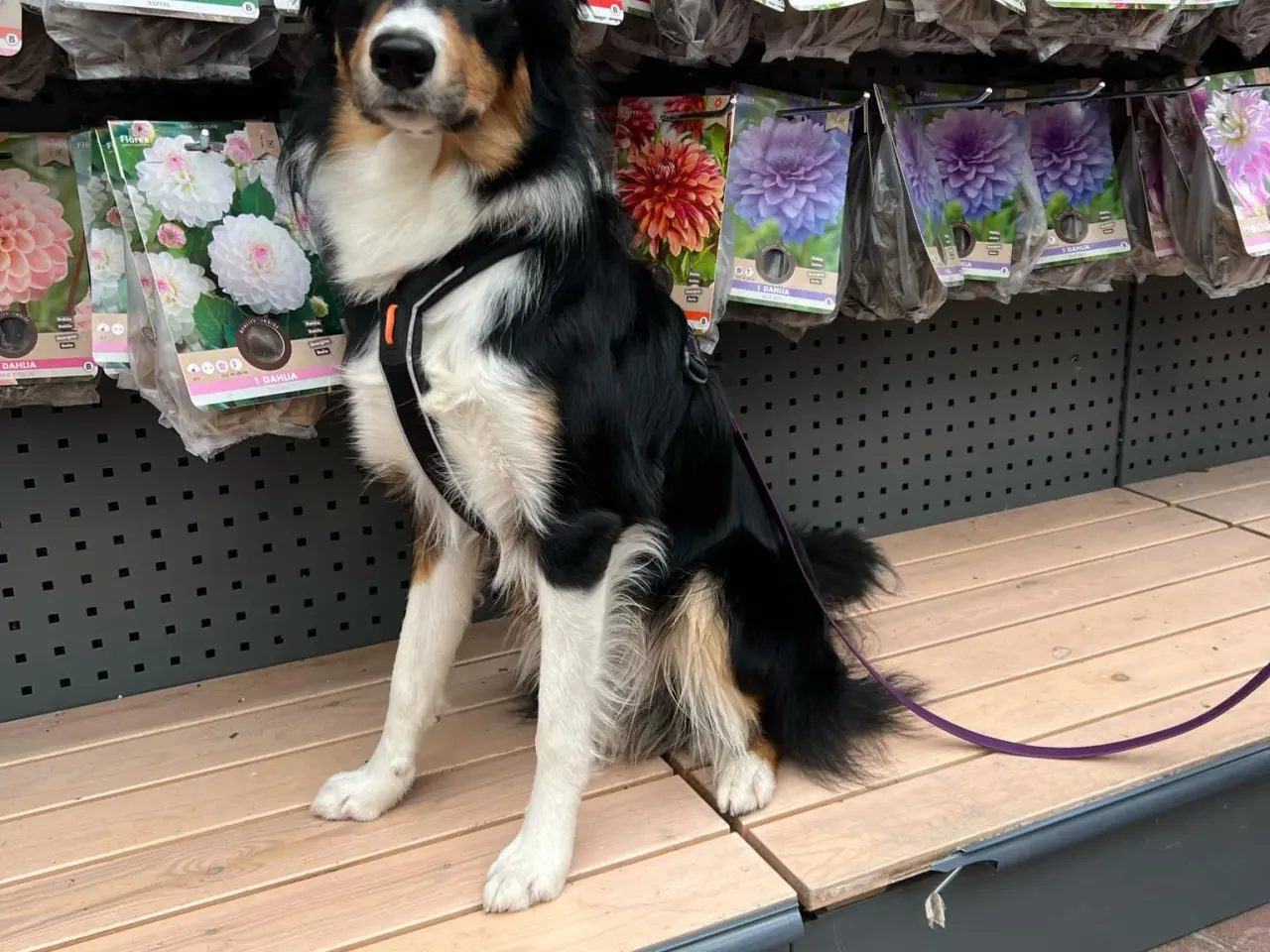 Billede 2 - Border Collie hvalpe 