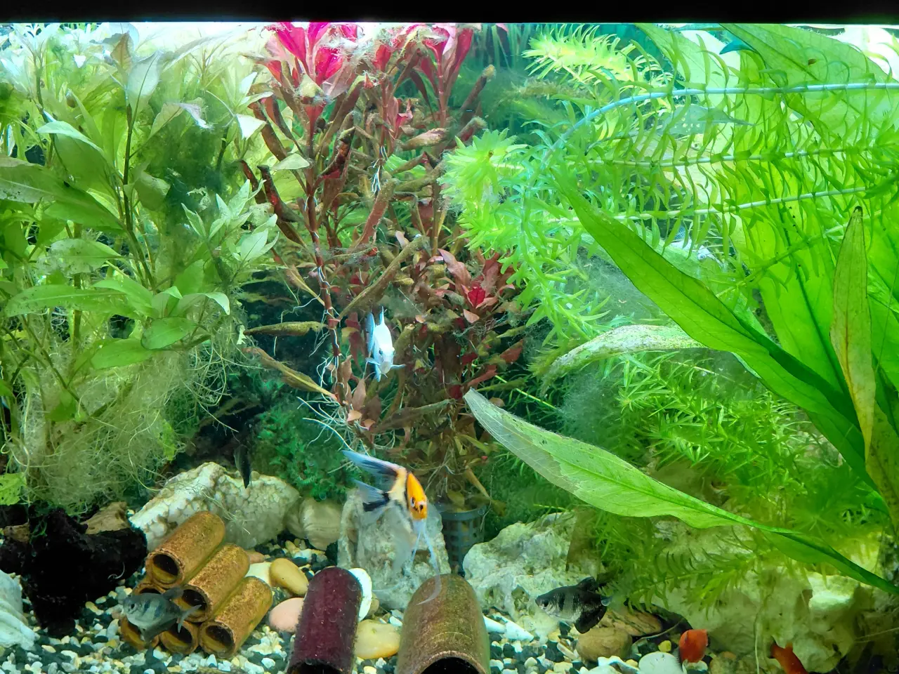 Billede 3 - Juvel 125 l akvarium