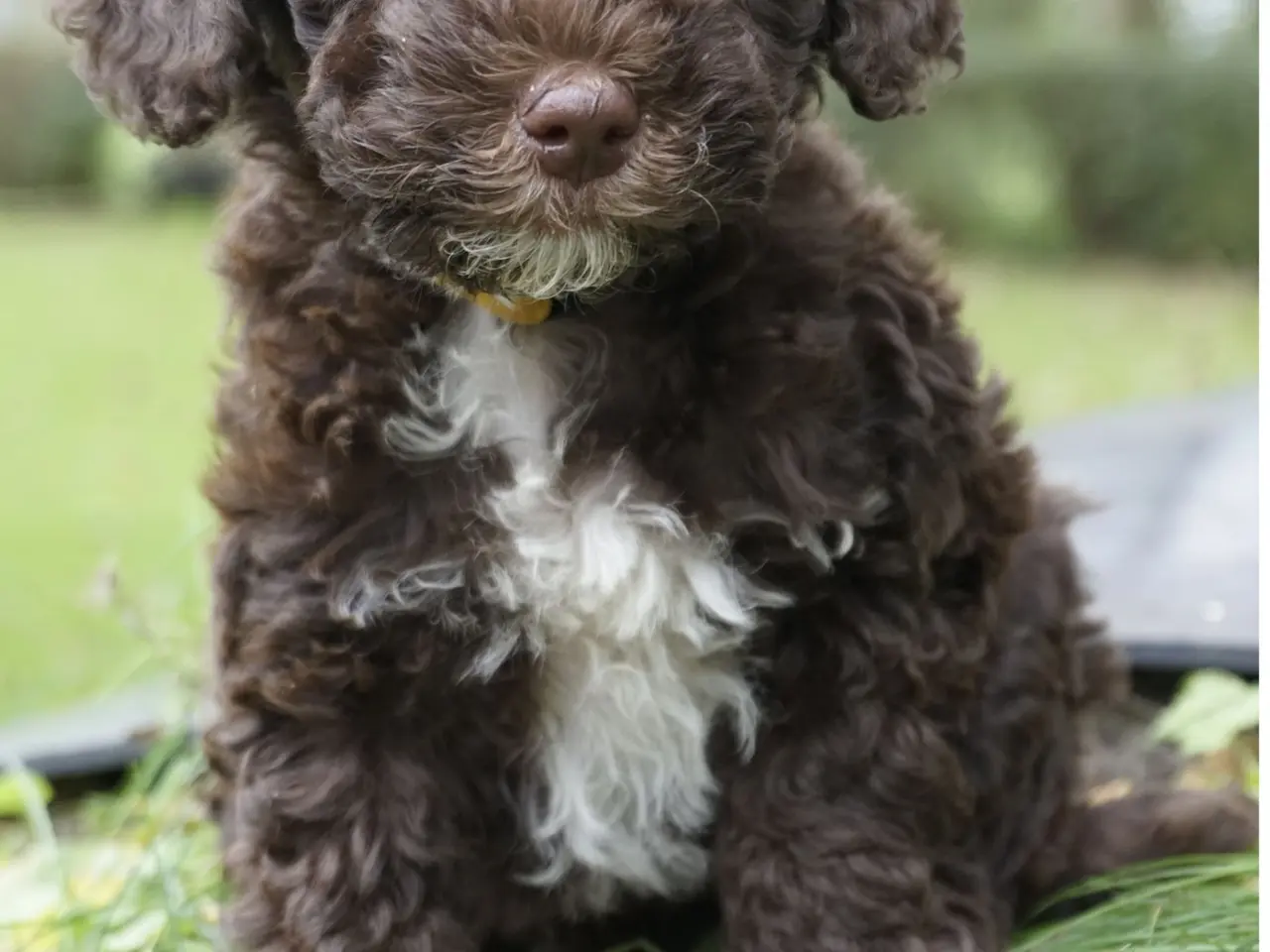 Billede 5 - 🐾 Skønne Sproodle-hvalpe søger kærlige hjem 🐾