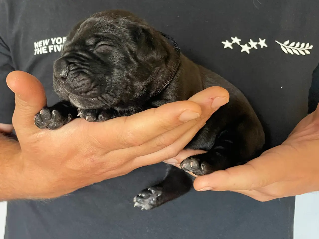 Billede 7 - Cane Corso/Presa Canario