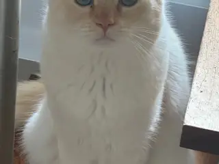 Smuk fertil Ragdoll-hankat
