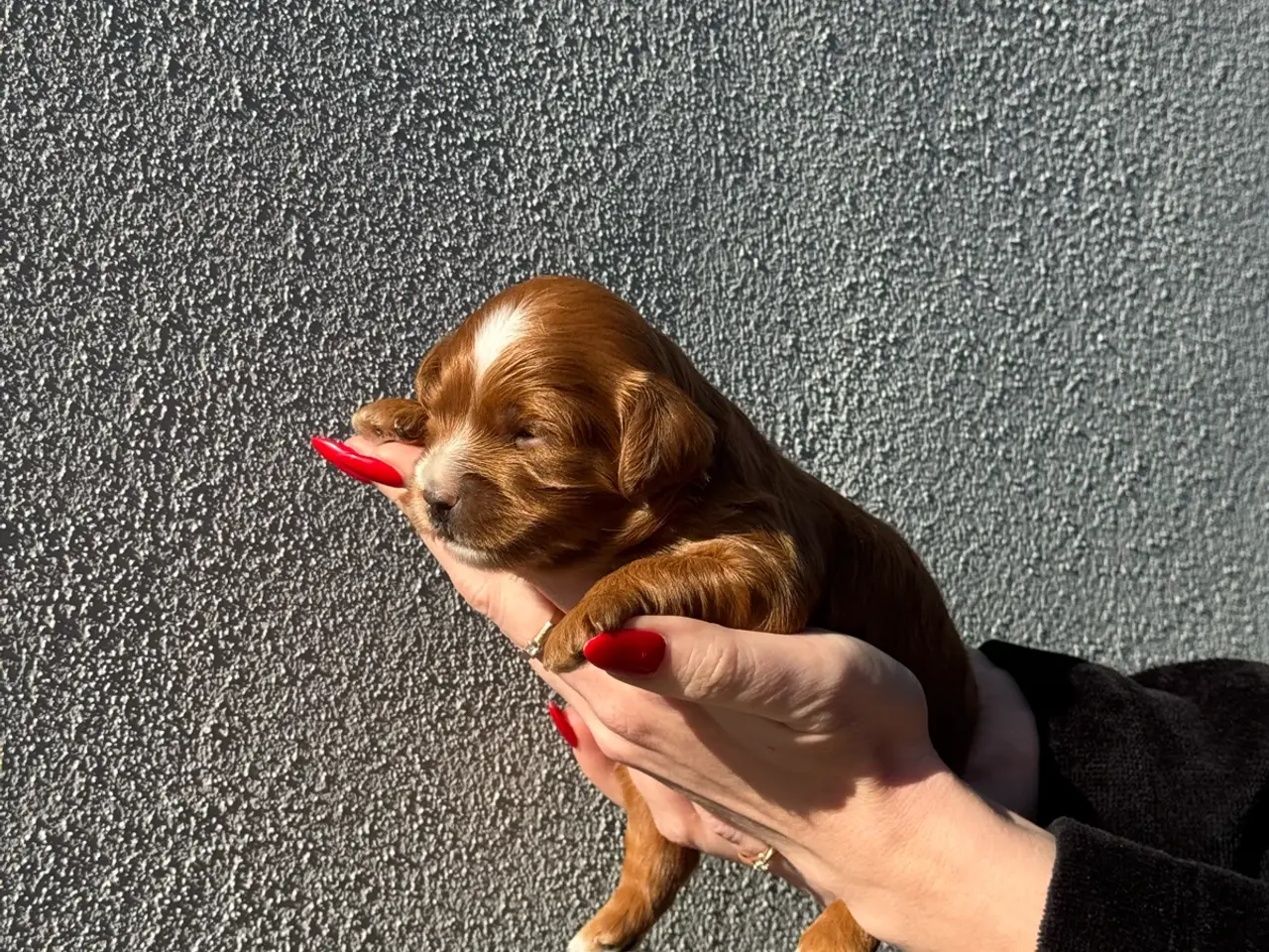 Billede 6 - Sød Cavapoo-hvalp med fantastisk hvid aftegning