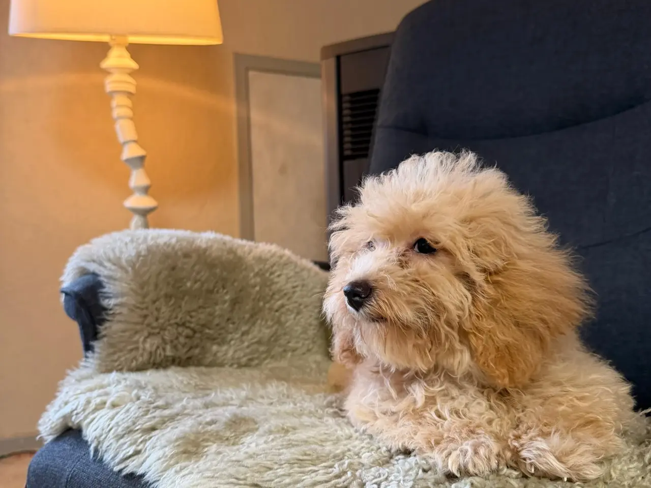 Billede 8 - ❤️ Søde Maltipoo-hvalpe klar til nye kærlige hjem 