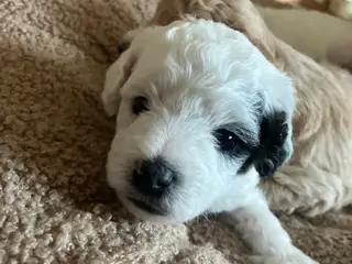 Sødeste hvalpe totter søger nyt hjem🐾😍 - 2