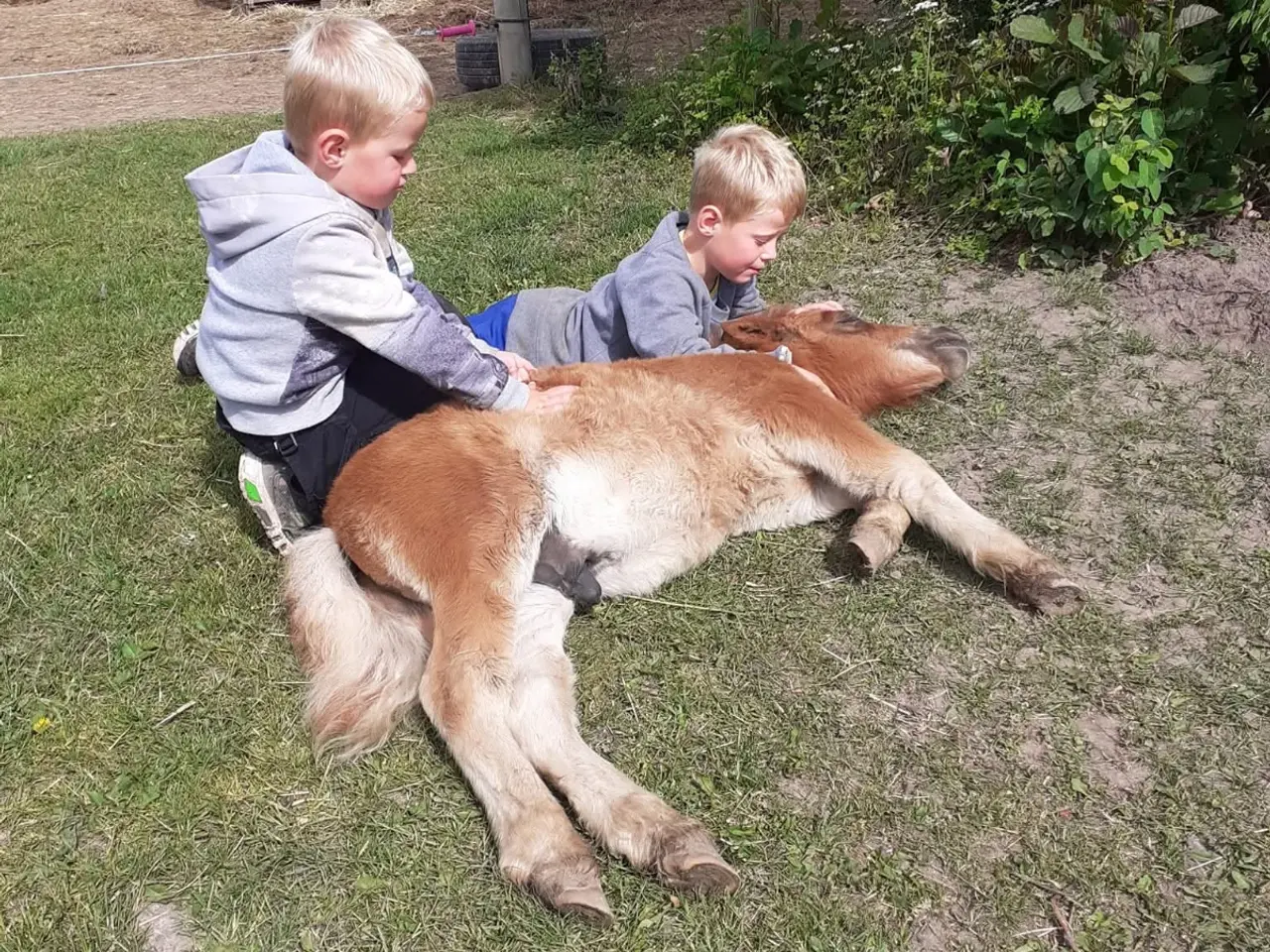 Billede 10 - Sødeste shetlandspony hingst sælges