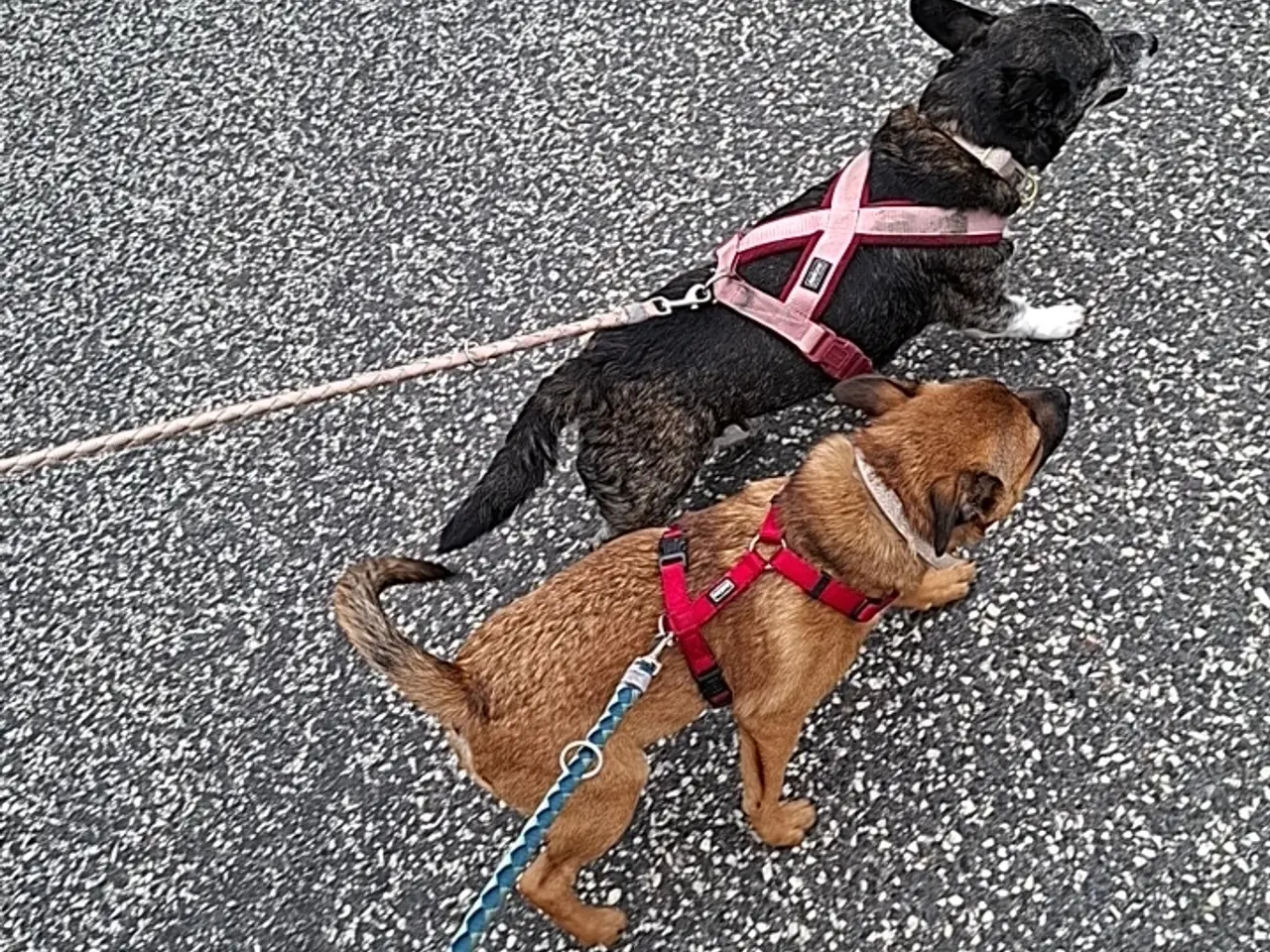 Billede 5 - Staff blanding søger nyt hjem🐶❤️