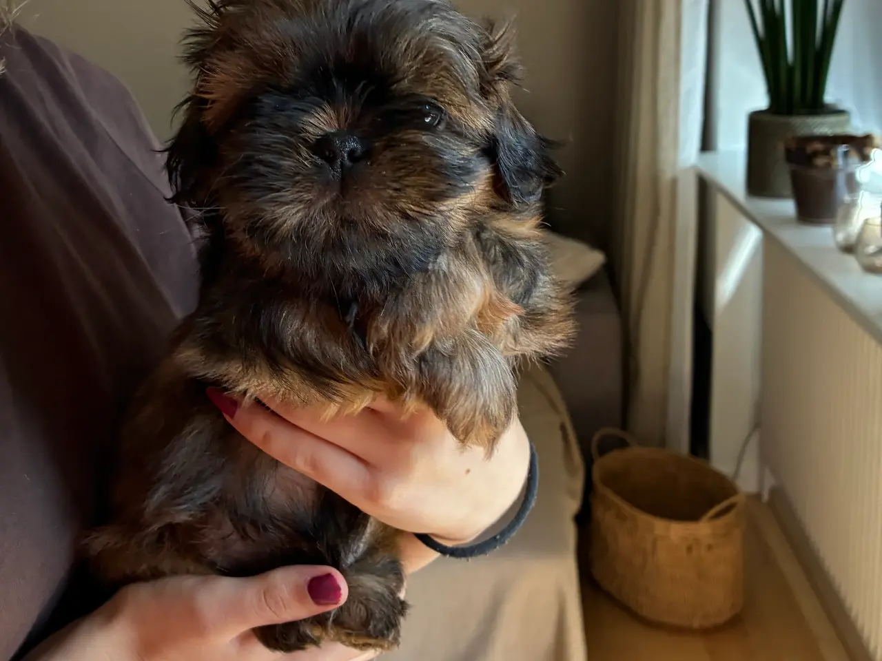 Billede 3 - Lækre shih tzu hvalpe