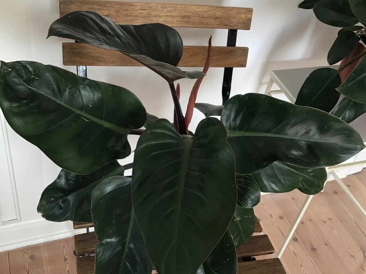 Billede 1 - Philodendron red Congo og Birkins