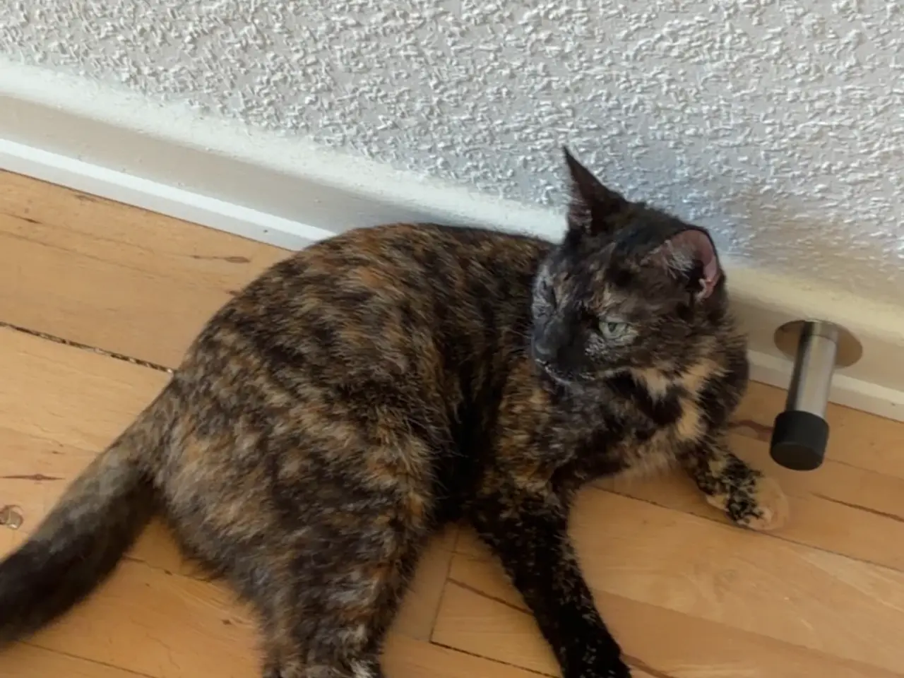 Billede 12 - Søde Chloe/den sorte søger sit for evigt hjem 💕 