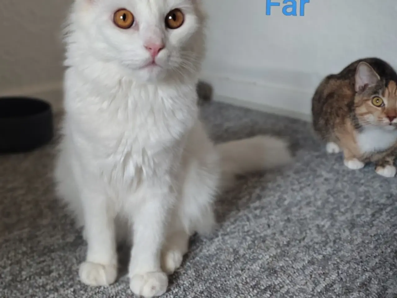 Billede 4 - 🌸 Maine Coon Blandings Han killing 🌸