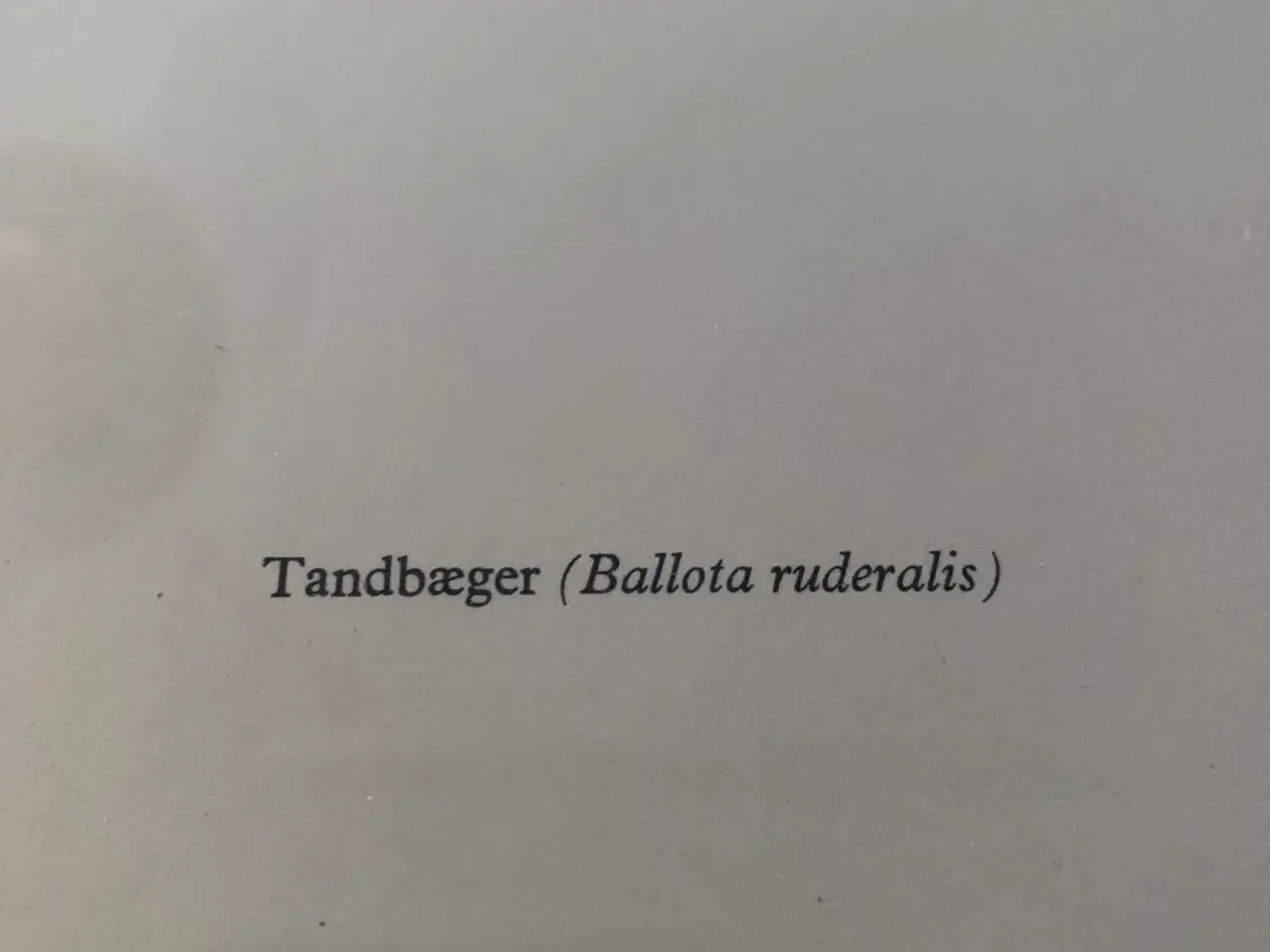 Billede 4 - Flora Danica - Tandbæger
