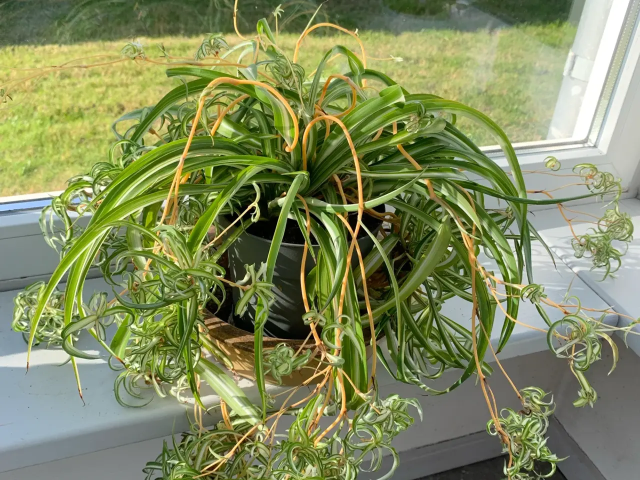 Billede 1 - Kæmpe Clorophytum 