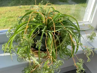 Kæmpe Clorophytum