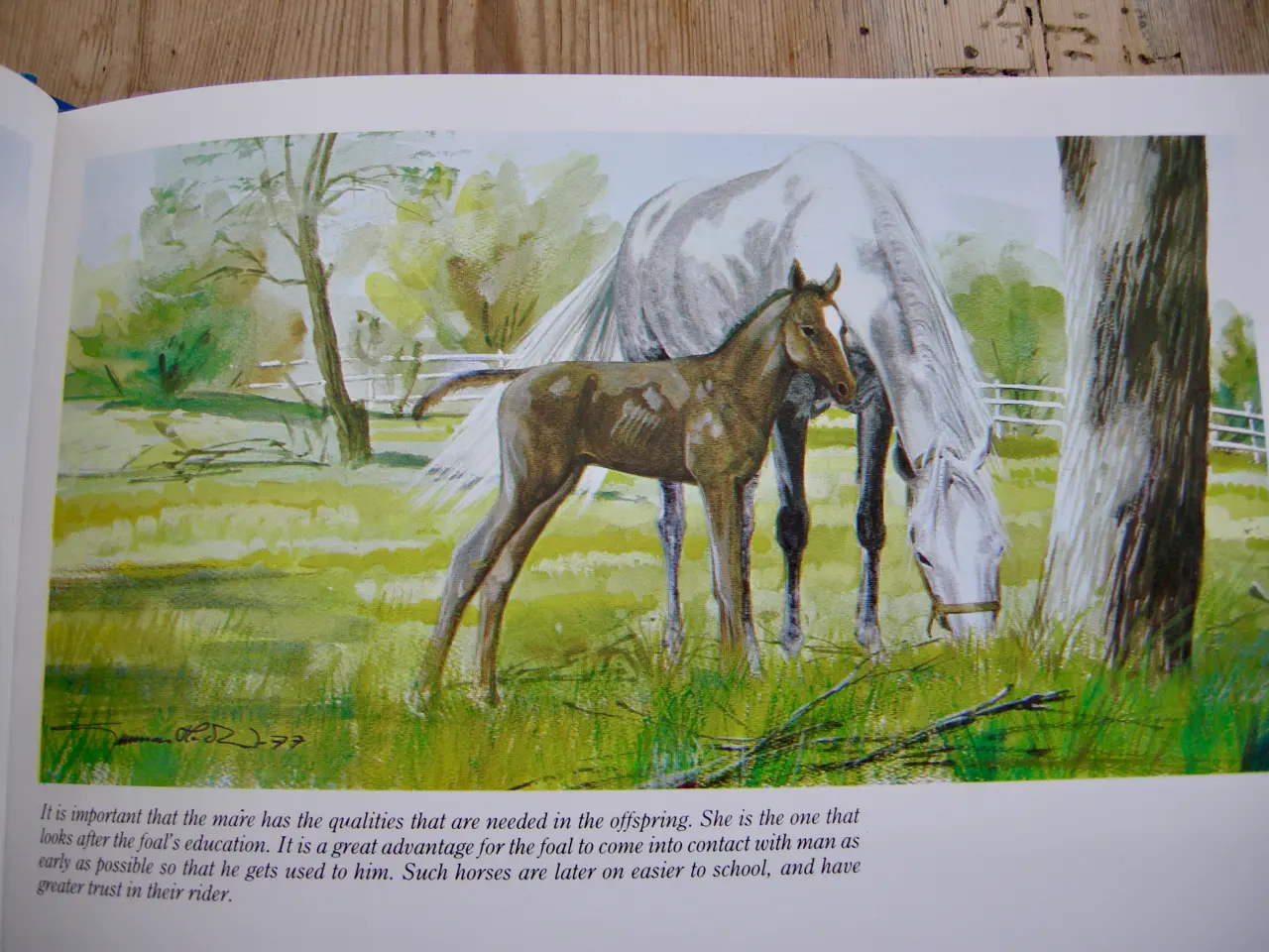 Billede 5 - THIS IS RIDING, Gunnar Hedlund, Hestebog engelsk