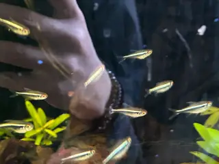 🐟🖤 Sorte neonfisk – flotte stimefisk