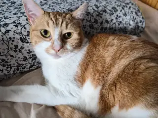 Cats looking for new loving forever home - 2