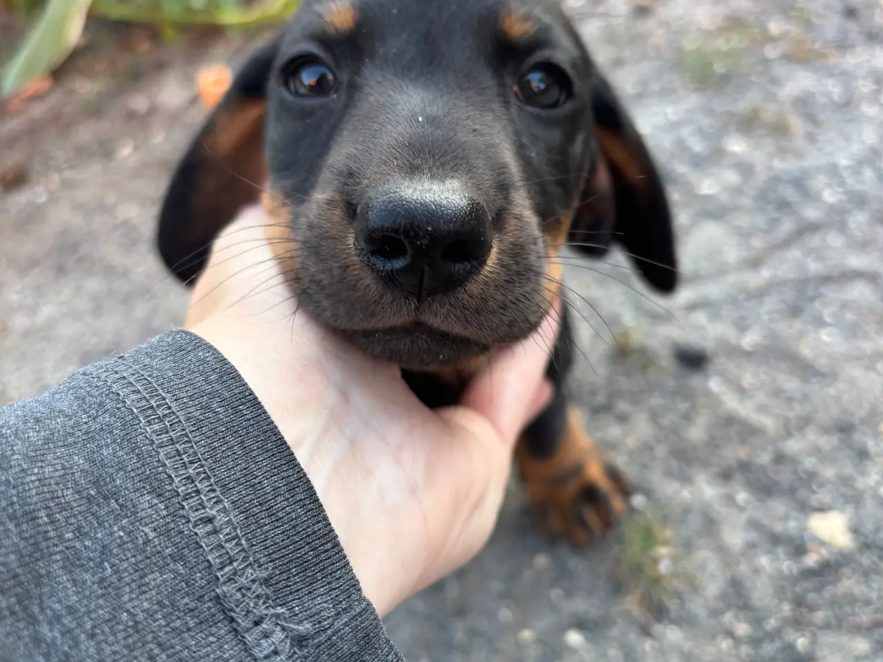 Billede 3 - Gravhund standart