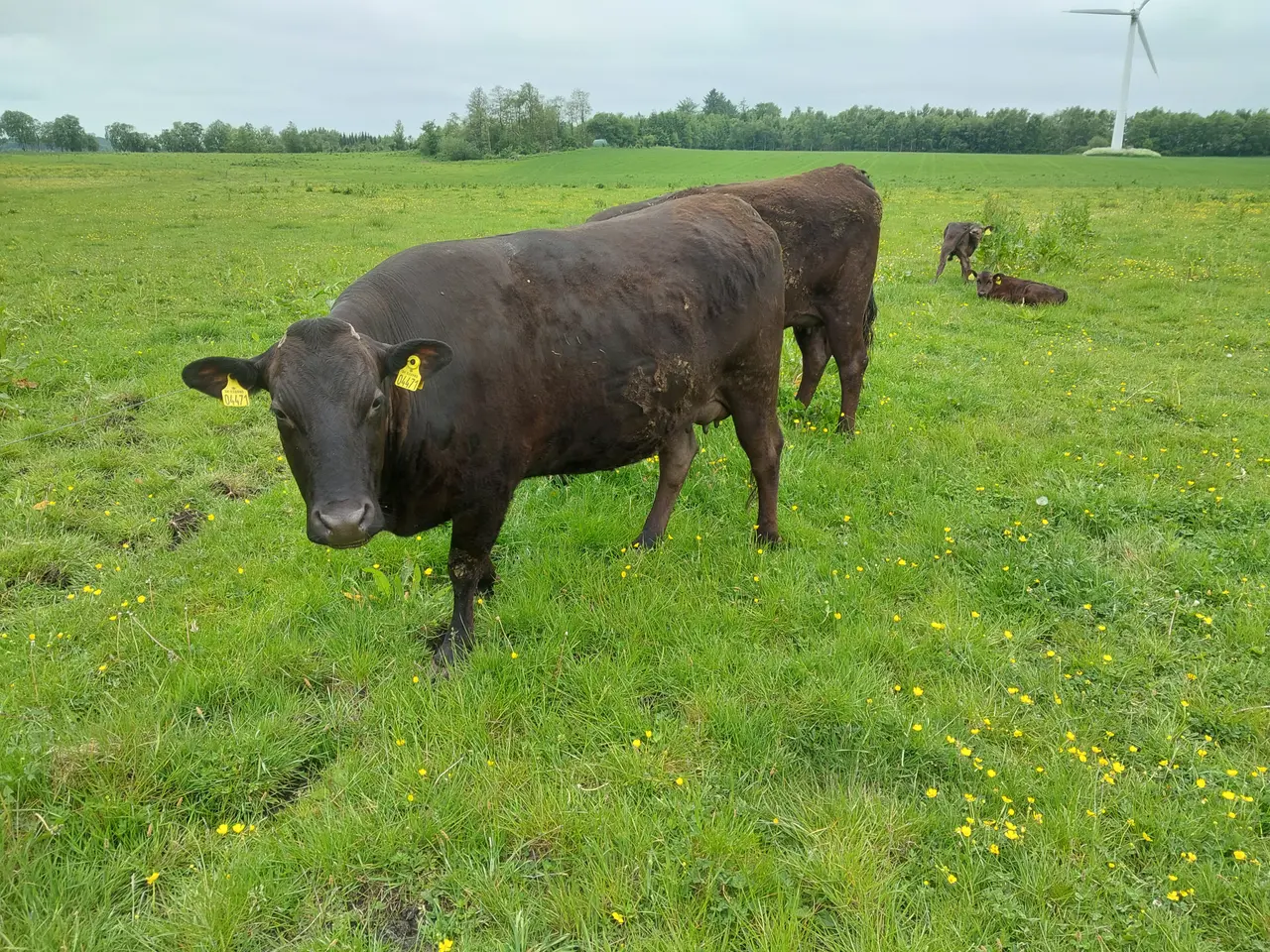 Billede 6 - Wagyu køer med kalve sælges.