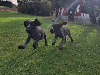Ruhåret hønsehund hvalpe