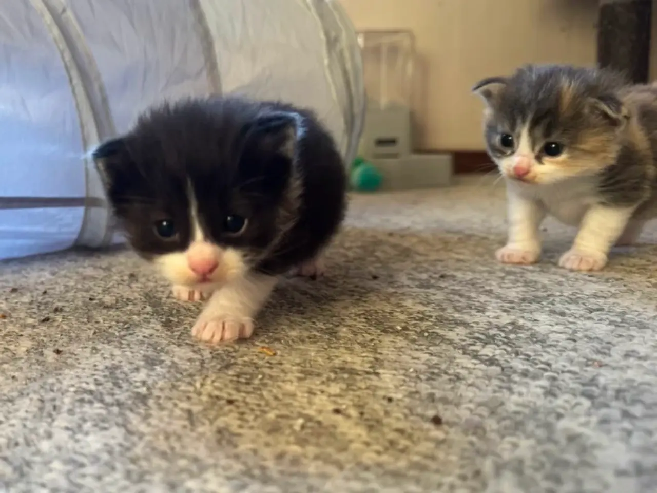 Billede 11 - 🖤Nuttet Maine Coon/Ragdoll hankilling🖤