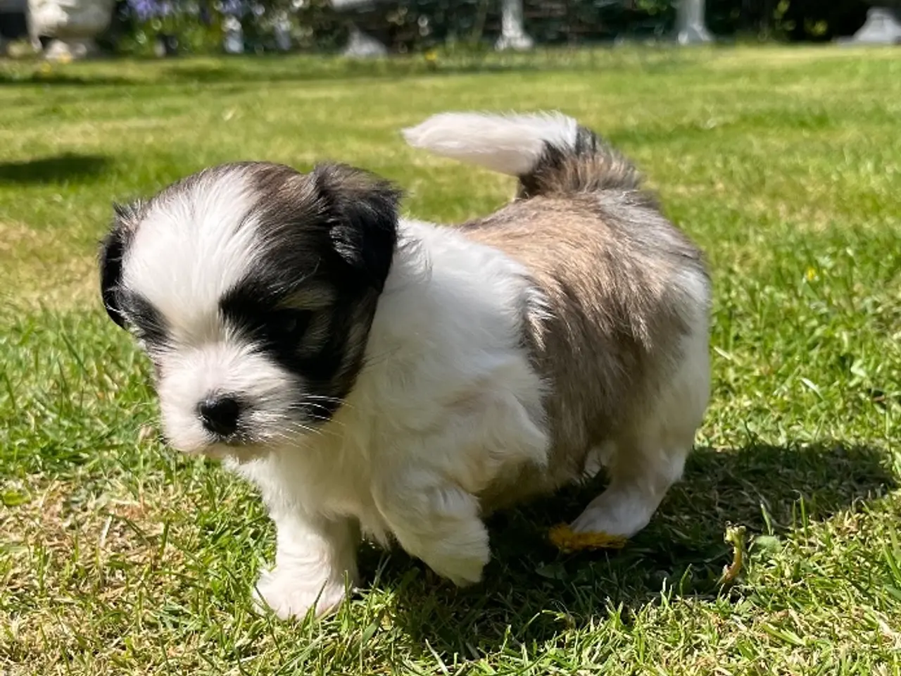 Billede 6 - Blandings hvalp - Lhasa apso & malteser