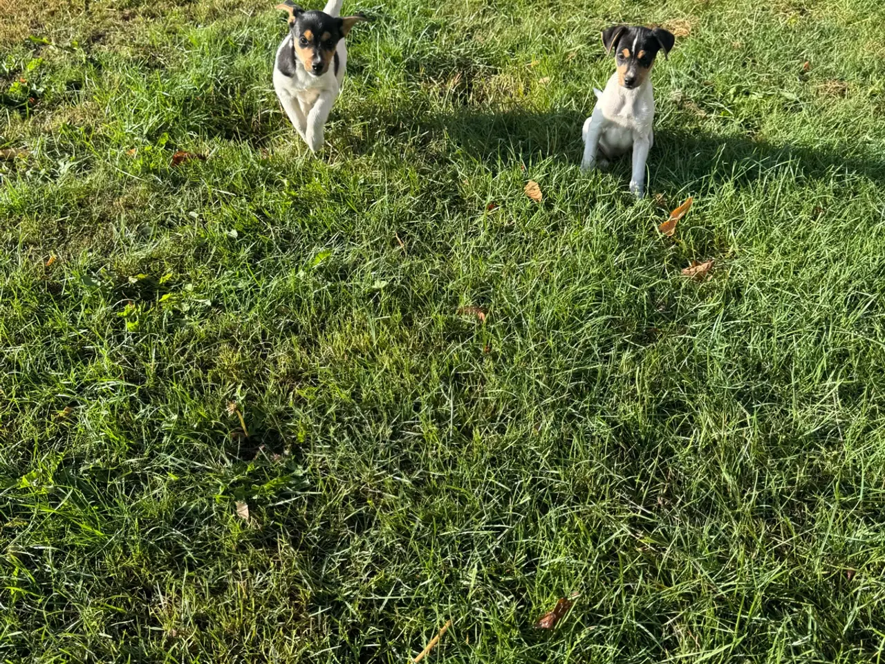 Billede 4 - Dansk/Svensk gårdhunde