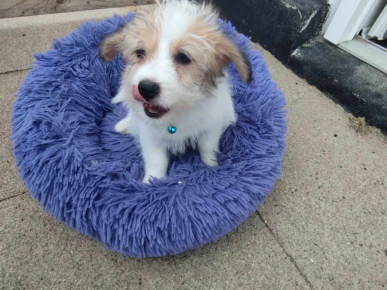 Billede 1 - Malteser/Coton de Tulear 