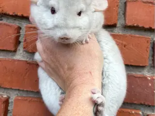 HAN chinchilla