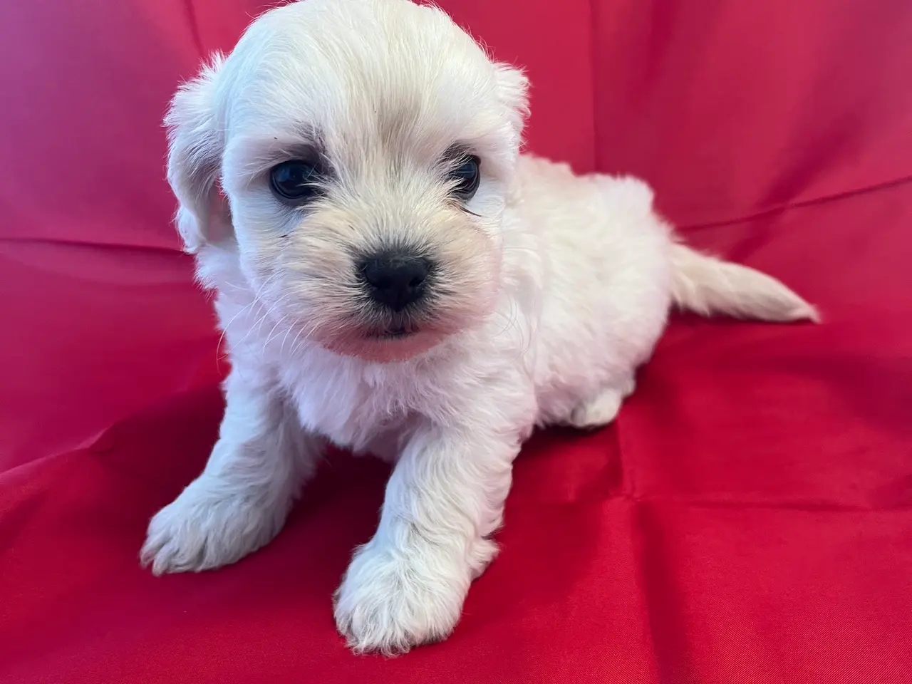Billede 3 - Kun en han tilbage! Bichon havanais blanding