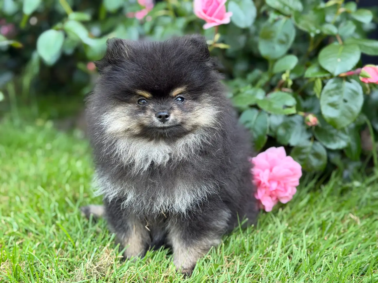 Billede 6 - Skønneste lille Pomeranian han