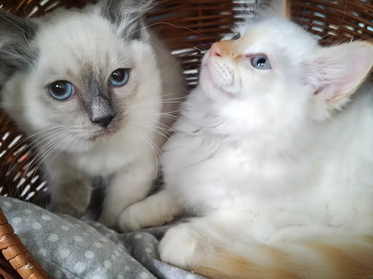 Billede 2 - Ragdoll- 1 Rød'masket han og 1 Blå'masket hun