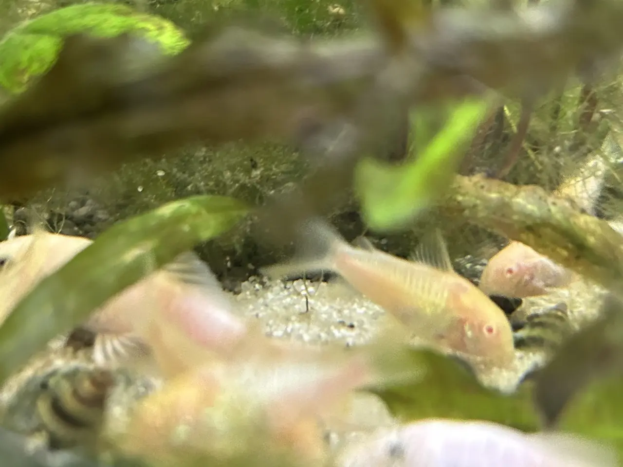 Billede 2 - 🐟 Albino pansermaller – 3-4 cm Premium | Viby J
