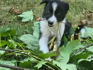 Border Collie Hvalpe søger deres nye drømmehjem - 2