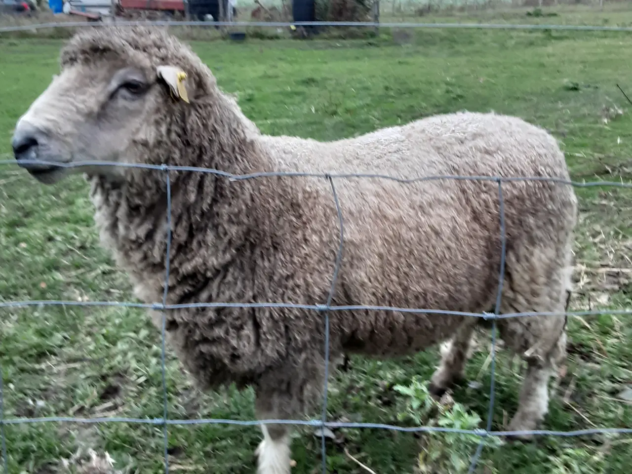 Billede 1 - Vædder