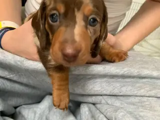 7 nuttede miniature dachshunde hvalpe
