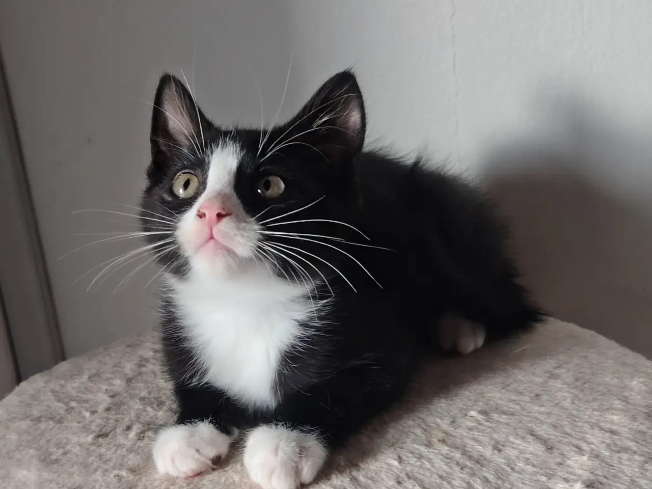 Billede 1 - 🌸 Maine Coon Blandings han killing 🌸