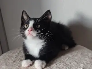 🌸 Maine Coon Blandings han killing 🌸