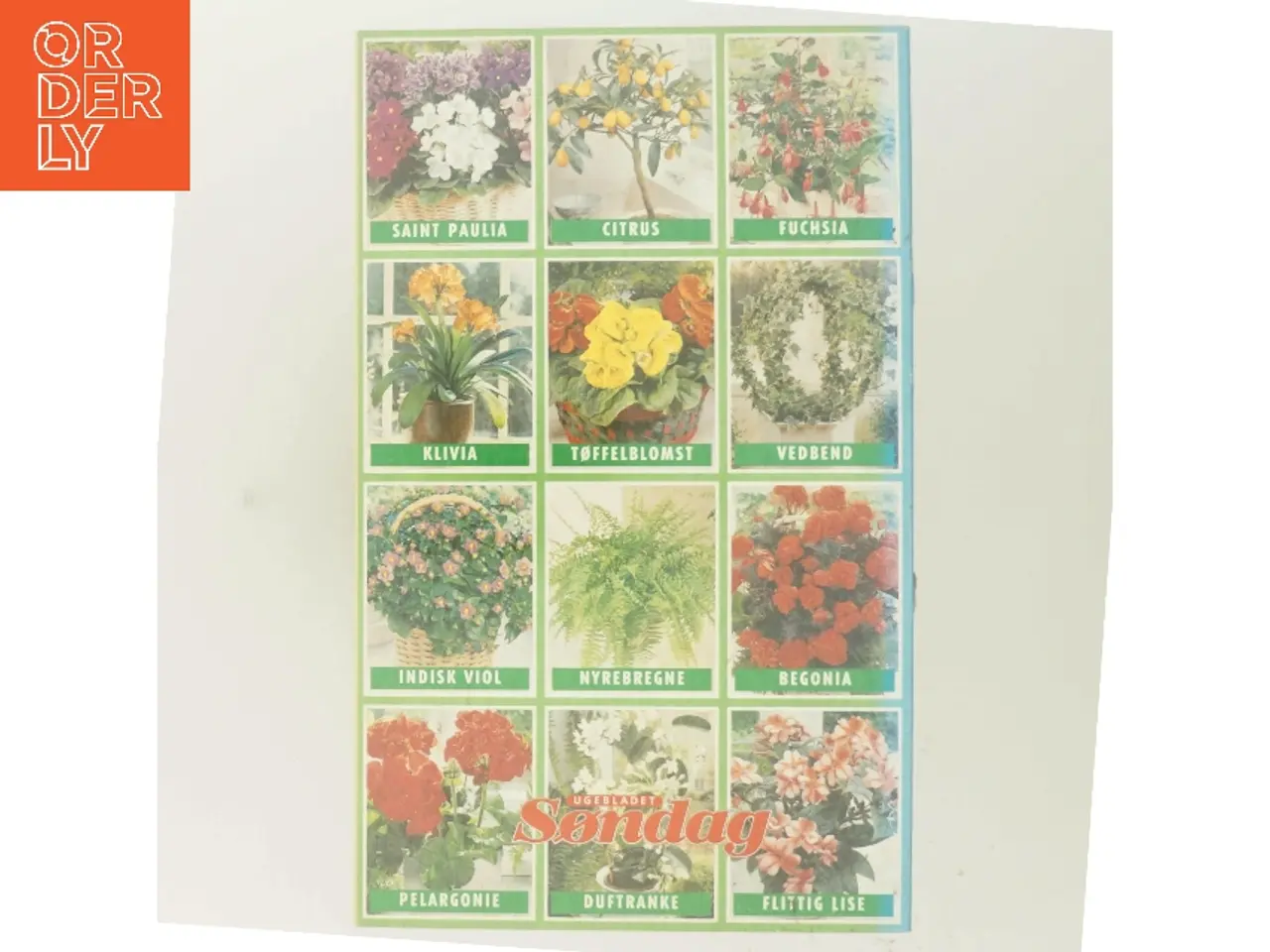 Billede 3 - 100 stueplanter – Dit bedste plante-leksikon af Ugebladet Søndag (Bog)
