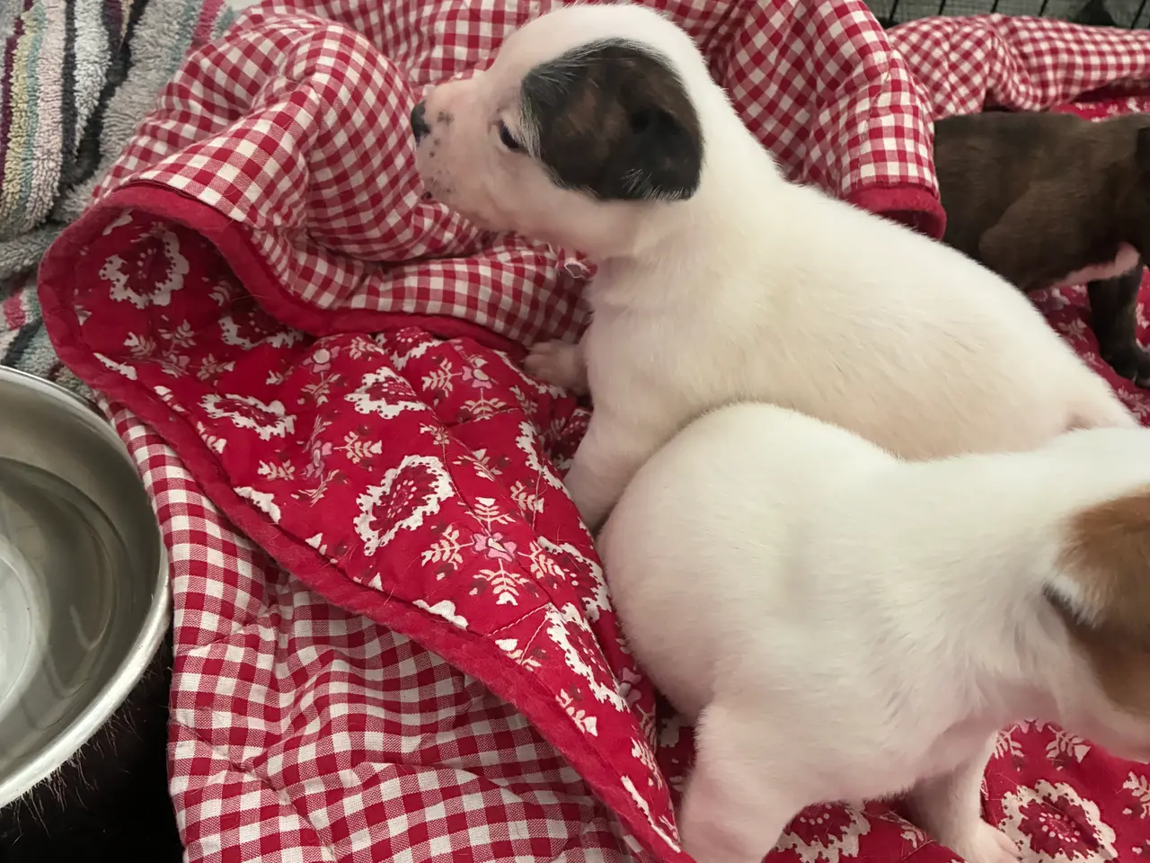 Billede 7 - Engelsk staffoird terrier hvalpe