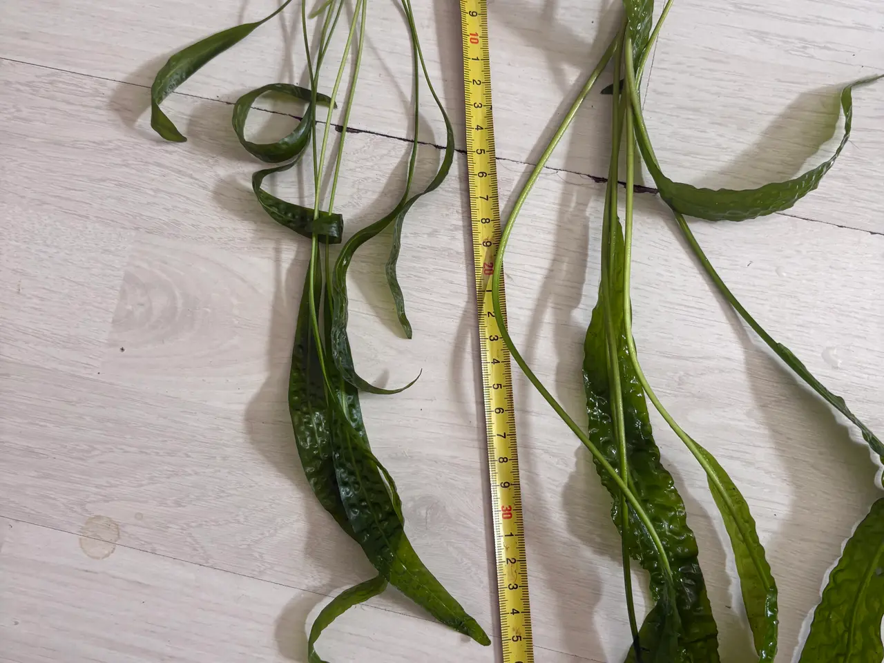 Billede 6 - Hammerslået akvarie planter sælges 